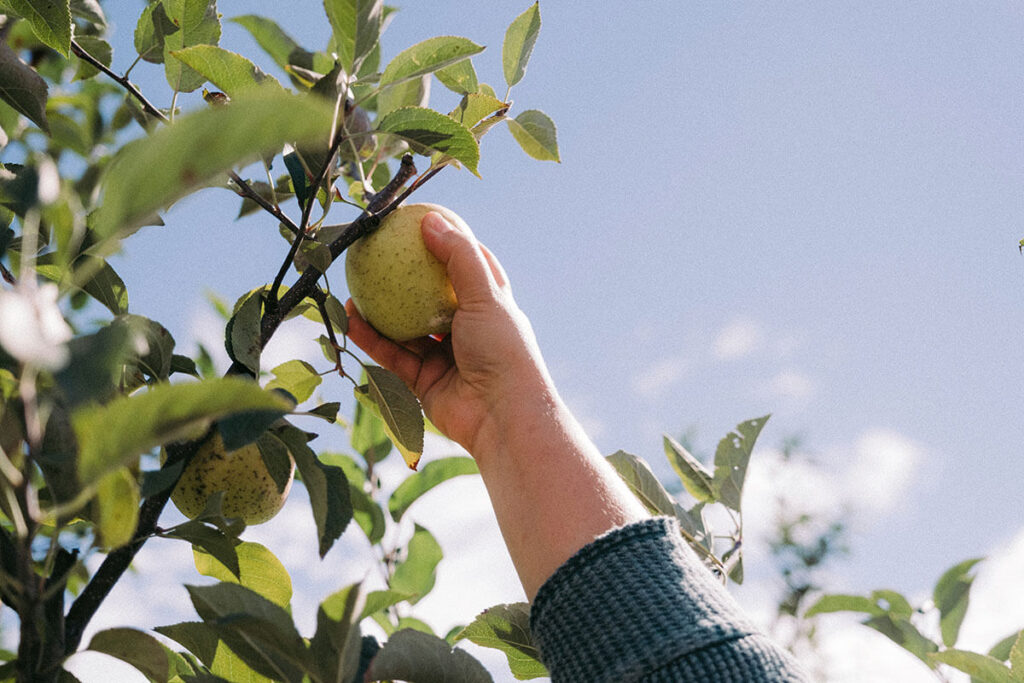 Someone pulling an apple off a tree.